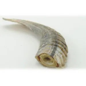 Icelandic  Lamb Horn 4" - 4.7" Bulk Dog Chew